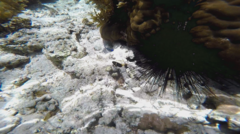 Chrysiptera biocellata