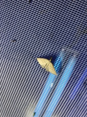 Polypogon tentacularia