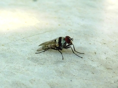 Diptera