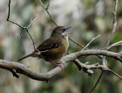 Sericornis frontalis