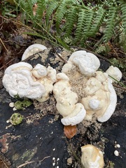 Trametes gibbosa