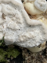 Trametes gibbosa