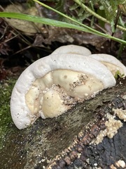 Trametes gibbosa