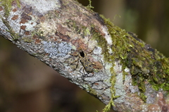 Colobothea macularis