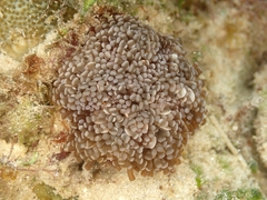Euphyllia cristata