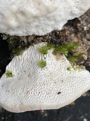 Trametes gibbosa