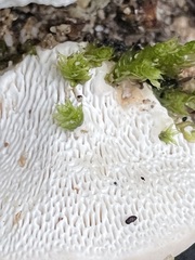 Trametes gibbosa