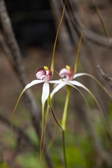 Caladenia longicauda