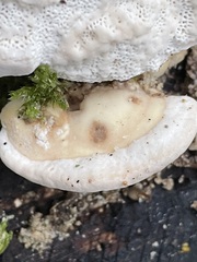 Trametes gibbosa
