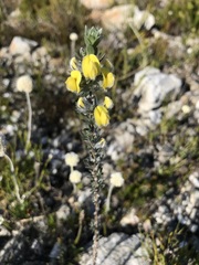 Aspalathus caledonensis