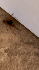 Trachelas tranquillus