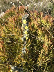 Aspalathus caledonensis