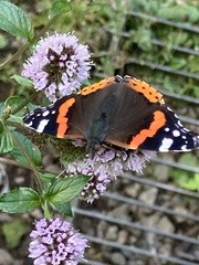 Vanessa atalanta atalanta