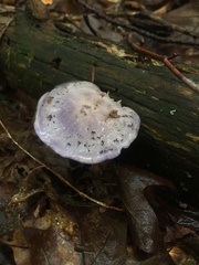 Cortinarius iodes