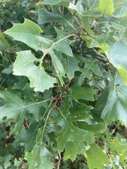 Quercus coccinea