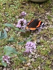 Vanessa atalanta atalanta