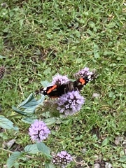 Vanessa atalanta atalanta