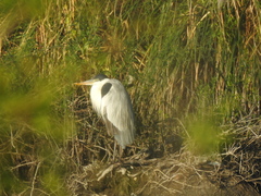 Ardea cocoi