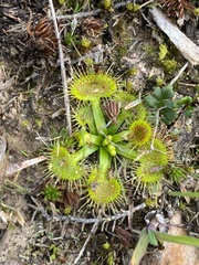 Drosera hookeri