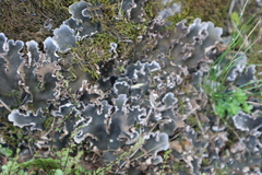 Peltigera rufescens