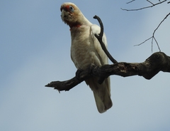 Cacatua tenuirostris