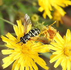 Chrysotoxum