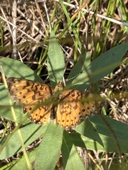 Boloria selene