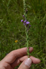 Liatris acidota