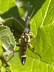 Cratichneumon