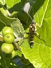Cratichneumon