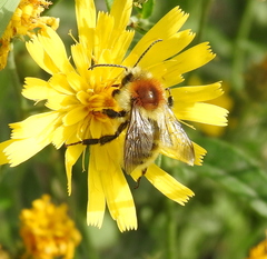 Bombus muscorum