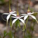 White Spider Orchid - Photo (c) michelle__p, some rights reserved (CC BY-NC)