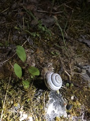 Caucasotachea vindobonensis