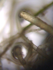 Hydrodictyon reticulatum