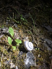 Caucasotachea vindobonensis