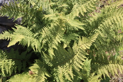 Dryopteris pallida
