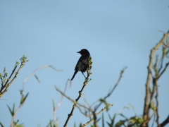 Agelasticus cyanopus