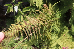 Dryopteris pallida