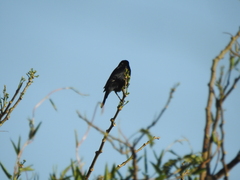 Agelasticus cyanopus