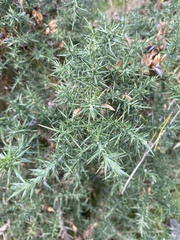 Tetranychus lintearius