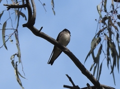 Petrochelidon nigricans