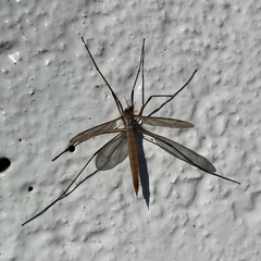 Tipula