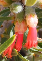 Melaleuca blepharosperma