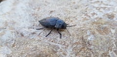 Buprestidae