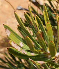 Melaleuca blepharosperma