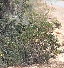 Melaleuca blepharosperma