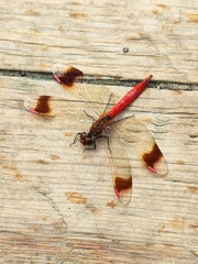 Sympetrum pedemontanum