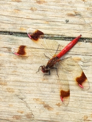 Sympetrum pedemontanum