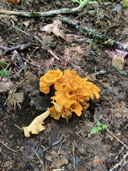 Craterellus odoratus
