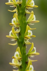 Prasophyllum elatum